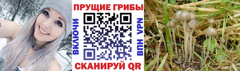 Псилоцибиновые грибы Magic Shrooms Куса